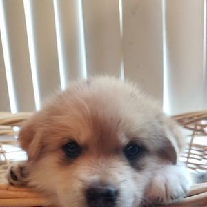 Meet your Posher, Alfredo